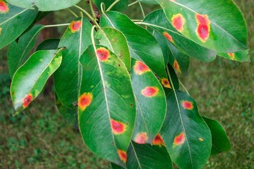 Іржа: поширене грибкове захворювання рослин