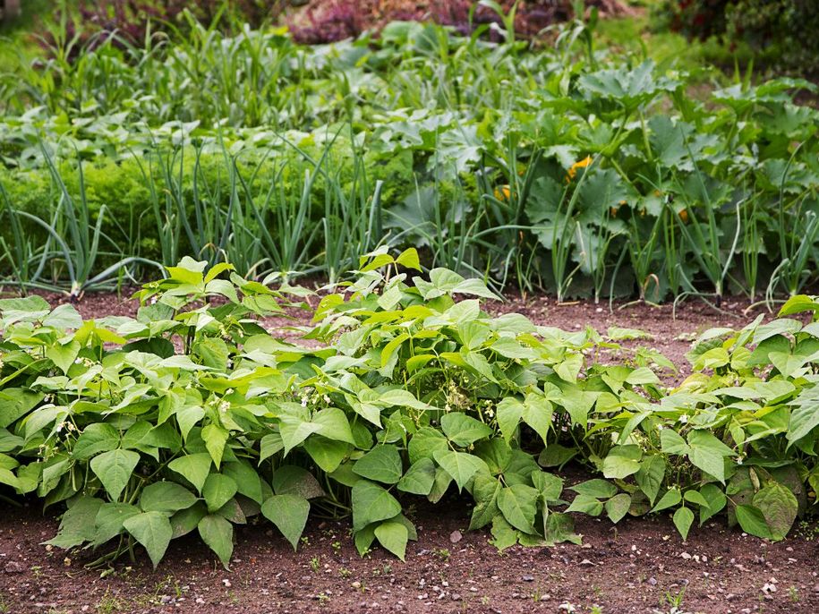 How to Properly Plan Crop Rotation on a Small Plot