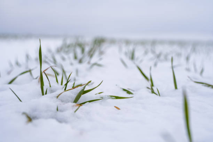 Winter Works for You: The Role of Snow Retention in Gardening