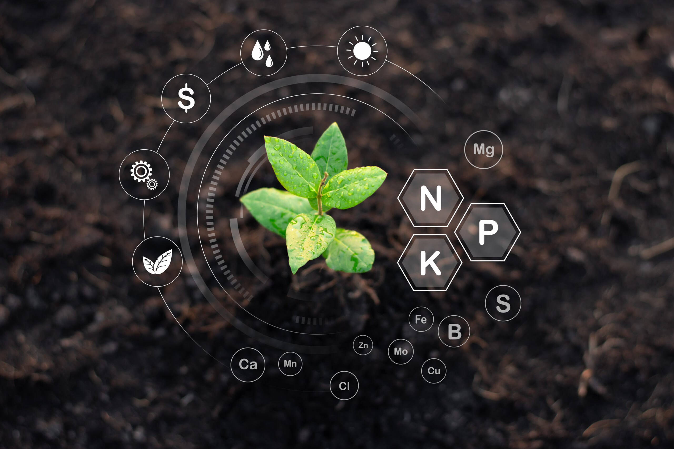 NPK: What Is It and Why Do These Three Letters Decide the Fate of Your Harvest