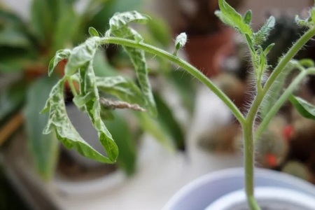 Хвороби розсади: як підготуватися і не втратити сходи