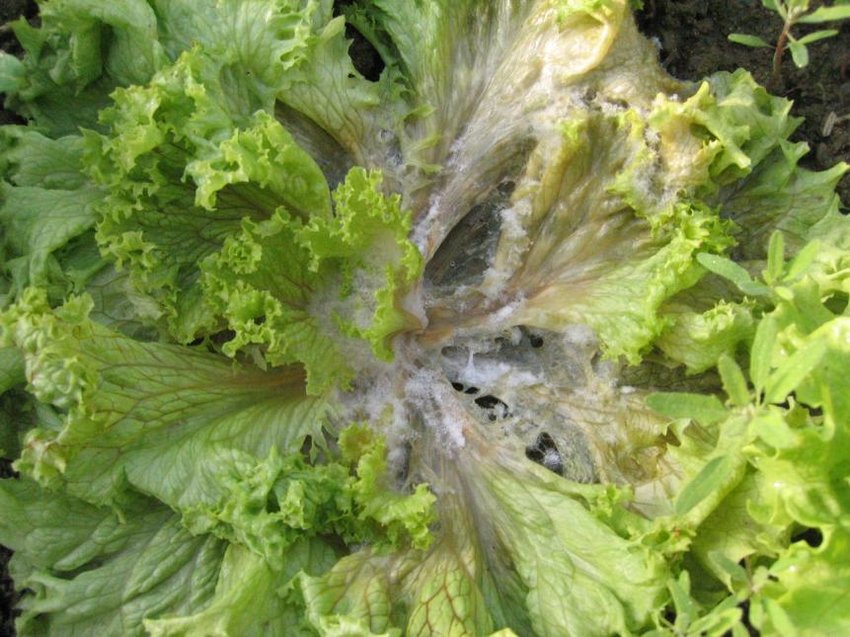 Біла гниль: як розпізнати, чому виникає і як лікувати