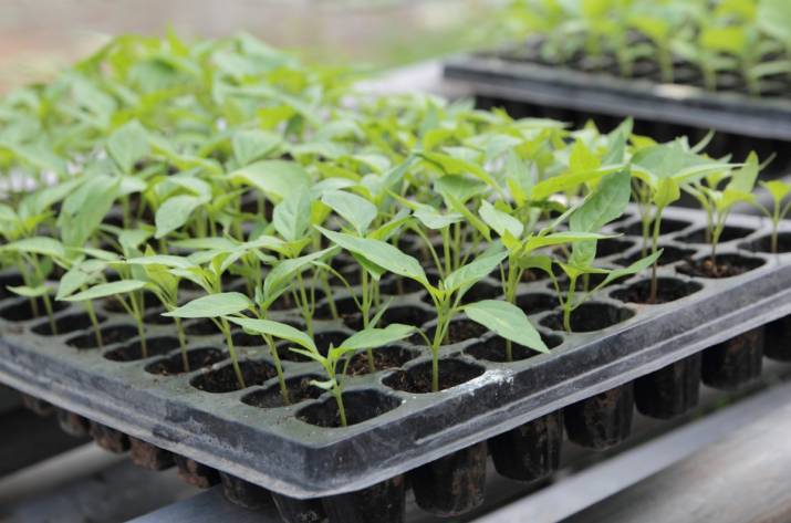 When to Start Sowing Seedlings: The Golden Rule of 'Not Too Early and Not Too Late'