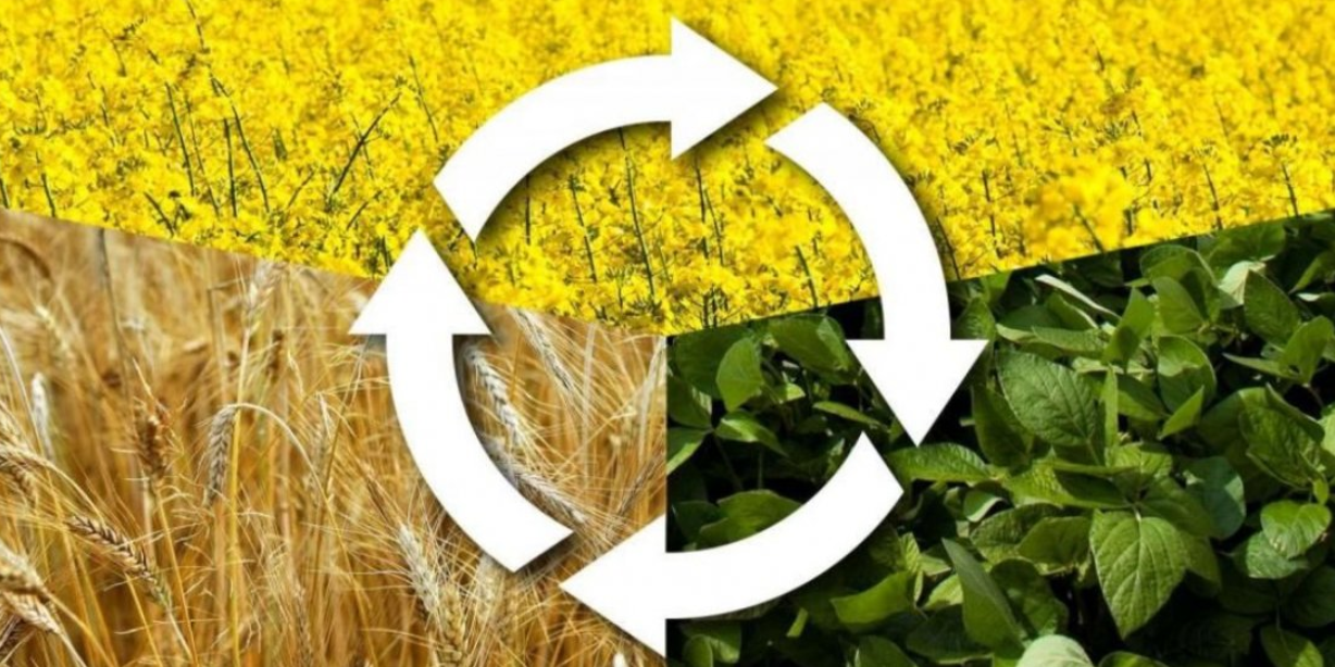 Crop Rotation: The Secret to Fertile Soil and Big Harvests