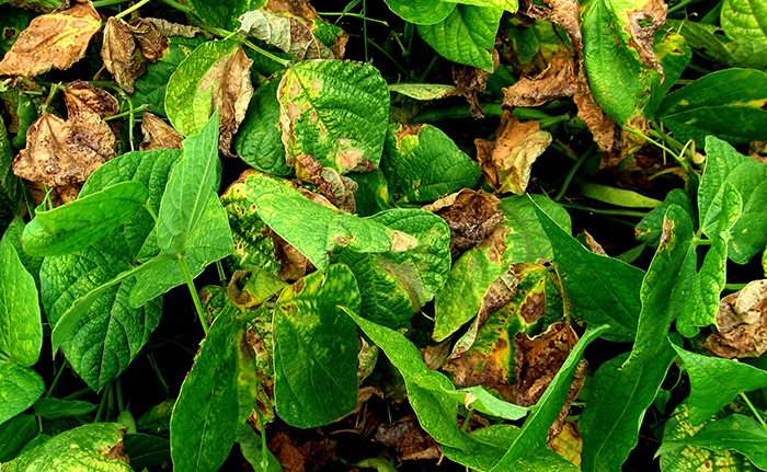 Плямистість бактеріальна квасолі