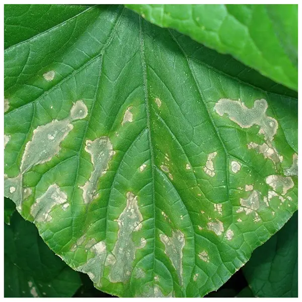 Аскохітоз (чорна стеблова гниль)