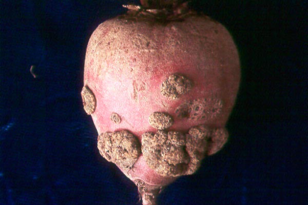 Парша прищувата буряків