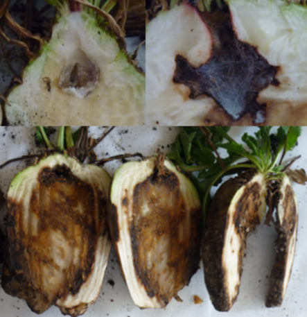 Дуплистість буряку