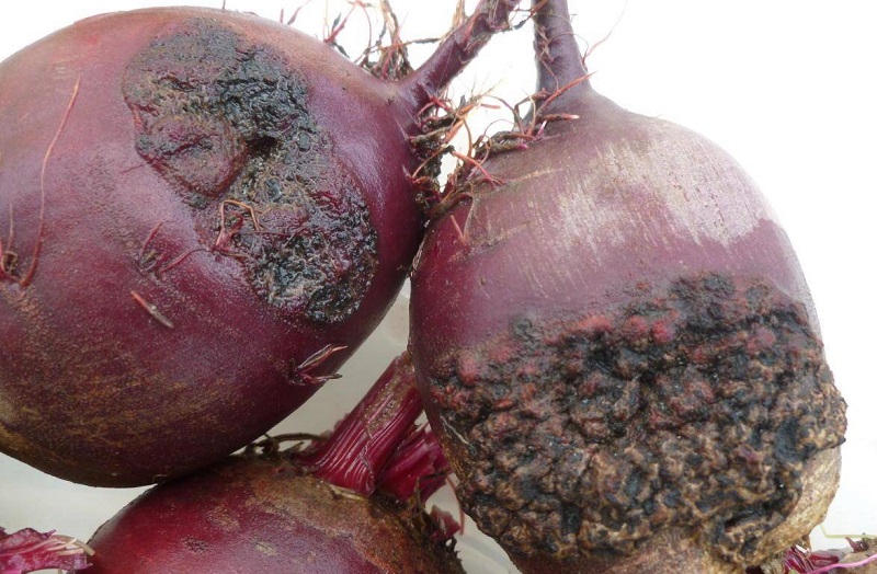 Парша звичайна буряків