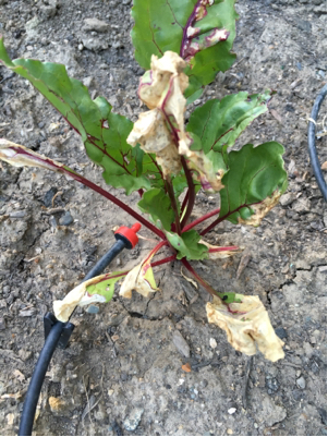 Вертицильоз