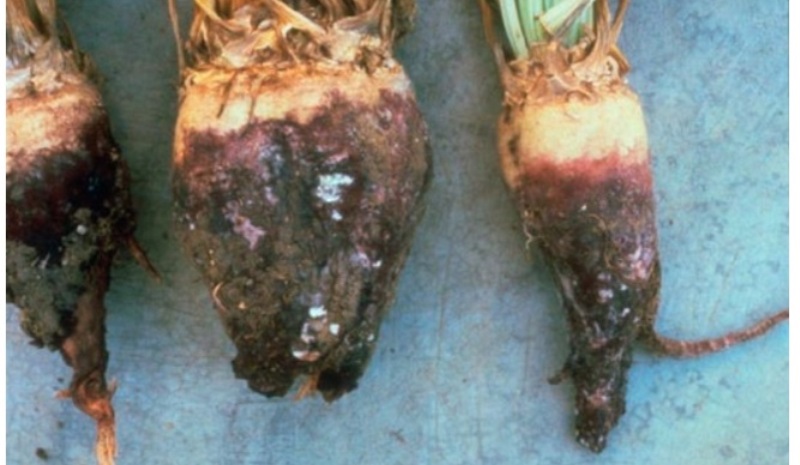 Гниль коренева