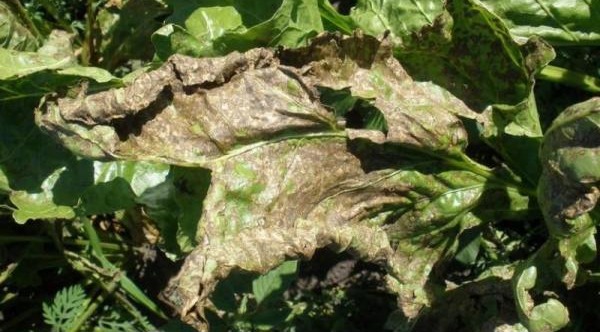 Церкоспороз