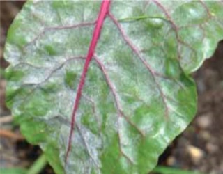 Борошниста роса (справжня борошниста роса)