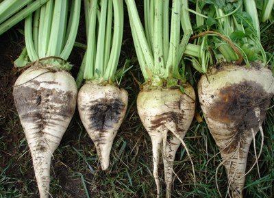 Коренеїд буряку