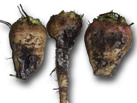 Коренеїд буряку