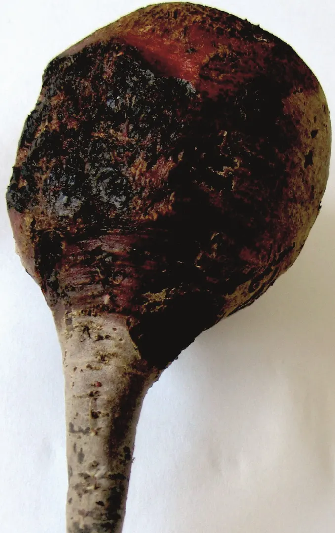 Гниль афаноміцетна