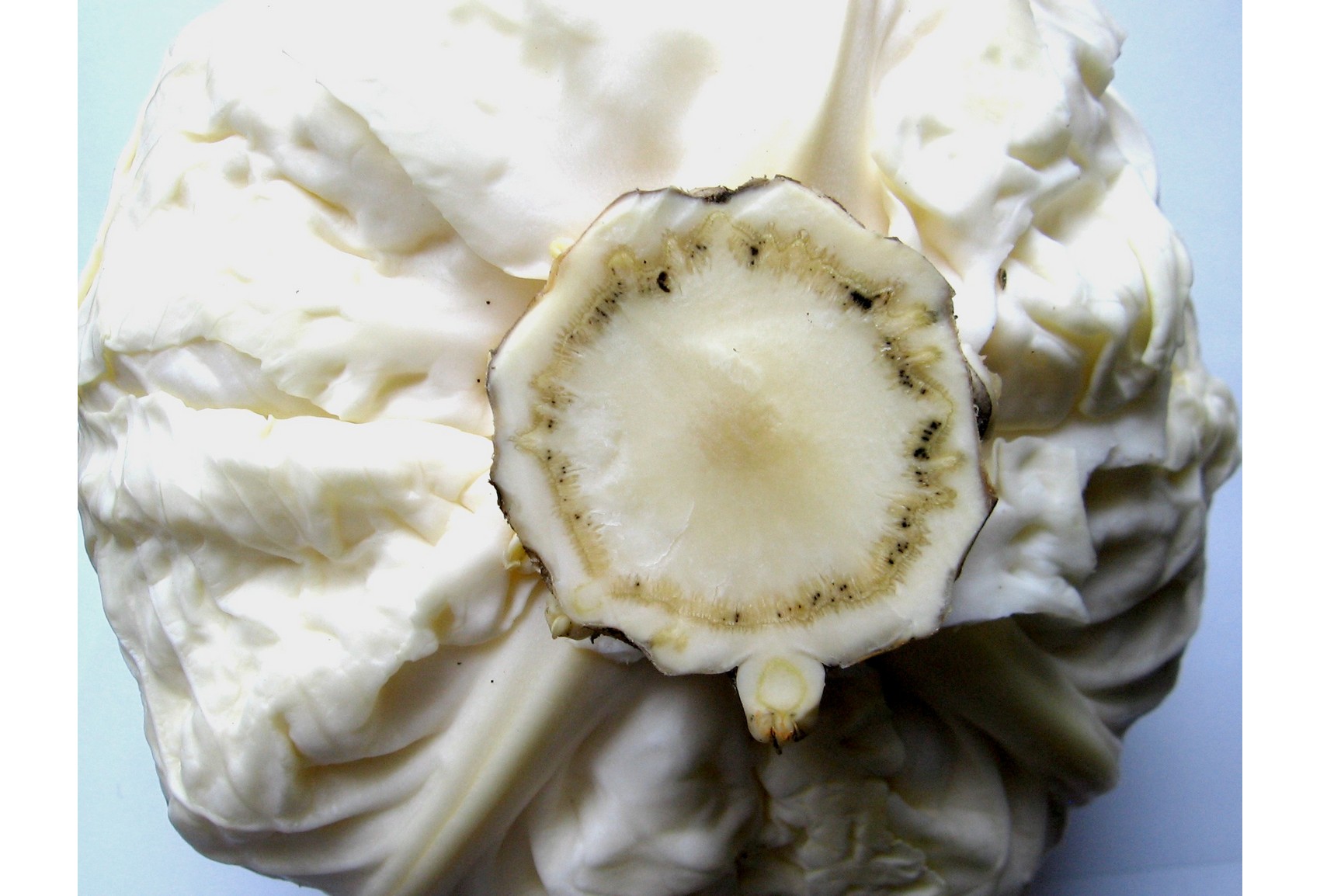 Судинний бактеріоз