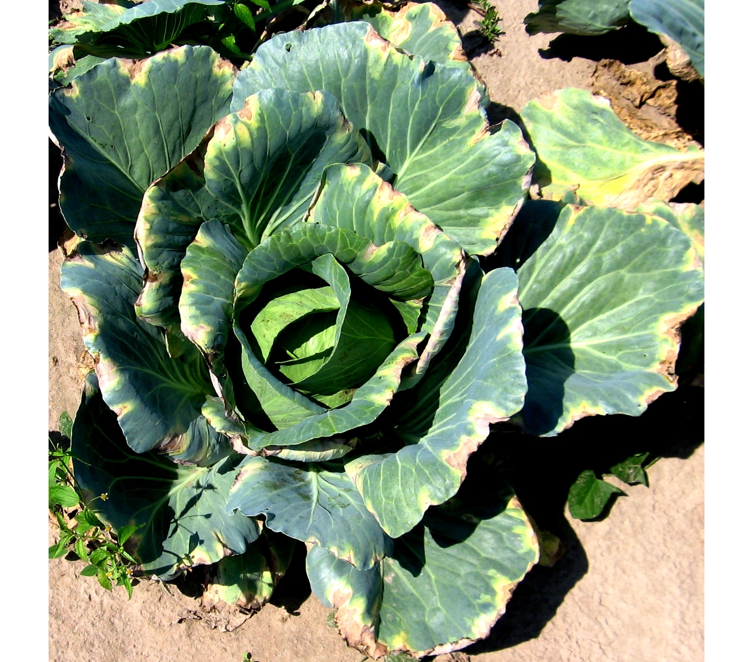 Судинний бактеріоз