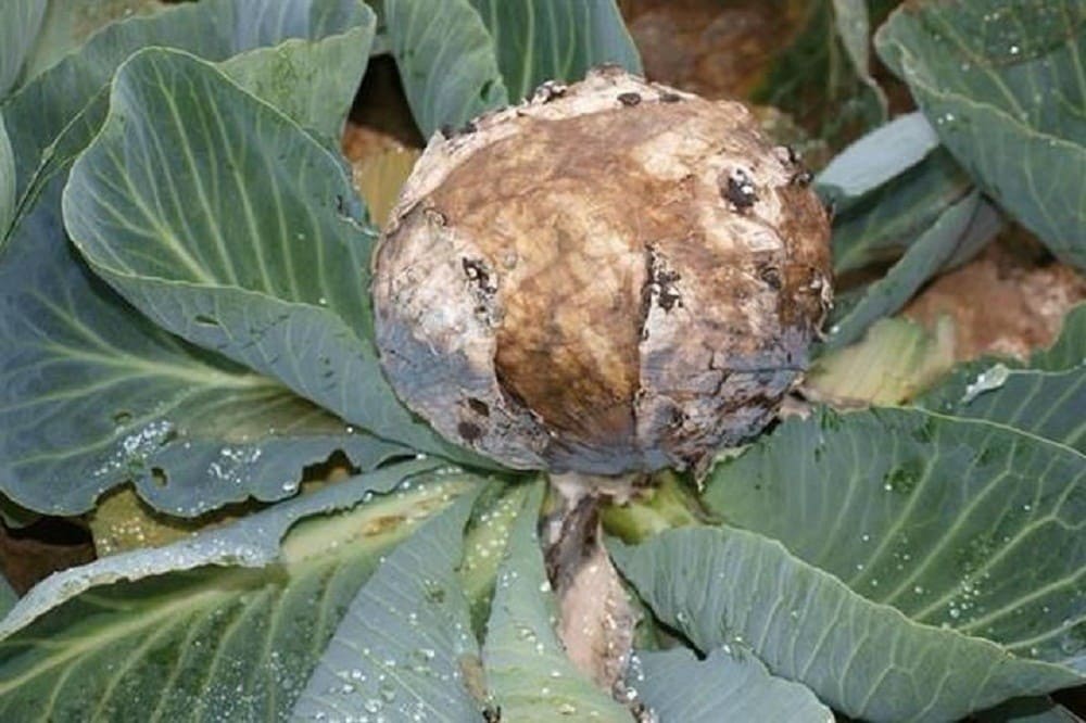 Фомоз (бура гниль)