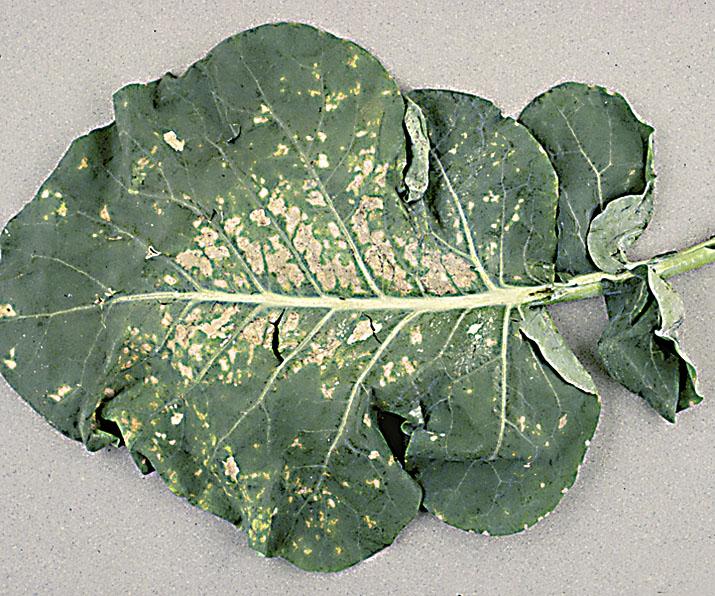 Пероноспороз