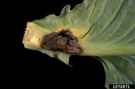 Чорна ніжка