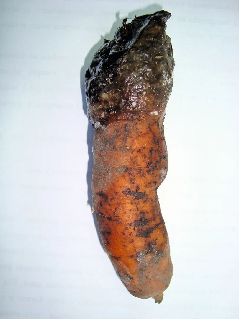 Гниль м’яка бактеріальна