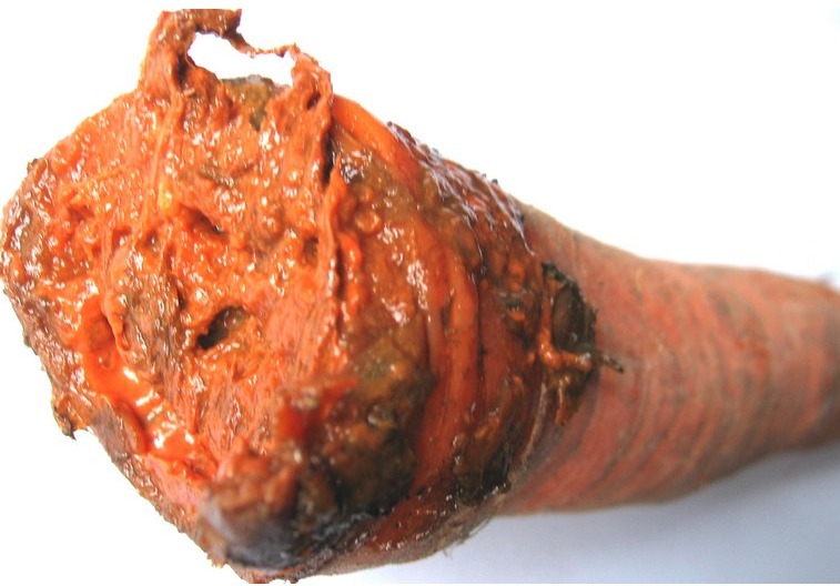 Гниль м’яка бактеріальна