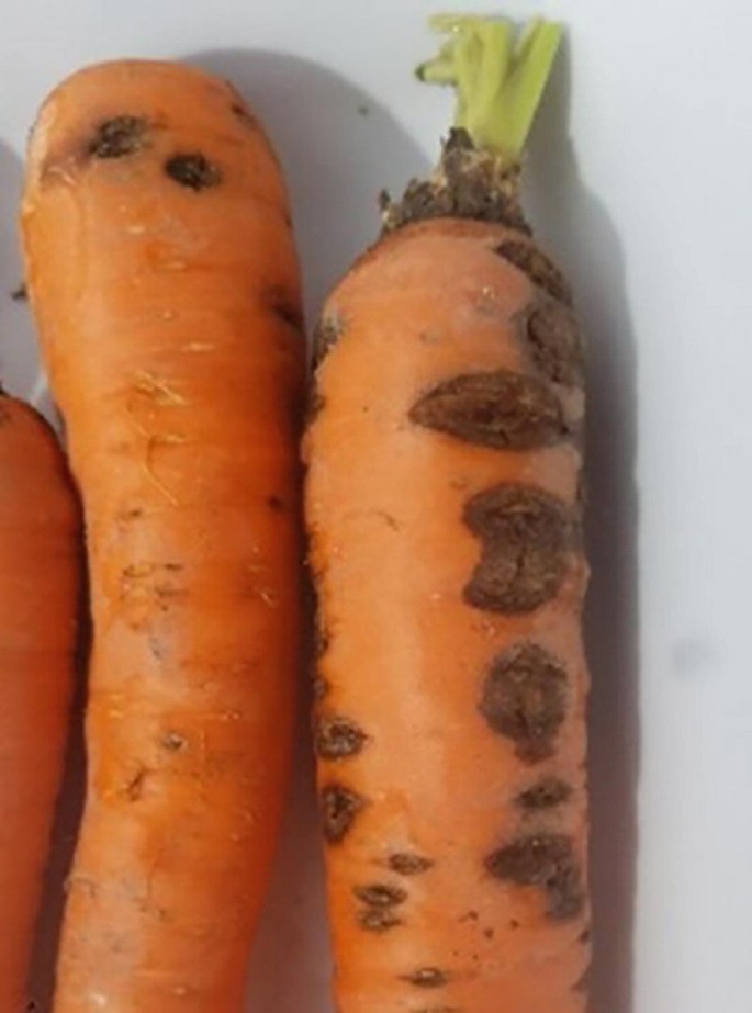 Септоріоз (біла плямистість)