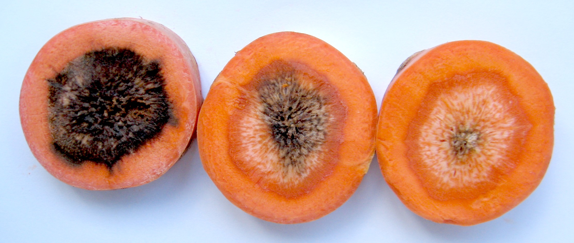 Фомоз (бура гниль)