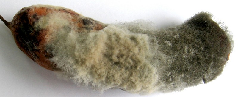 Гниль сіра овочевих