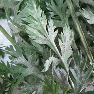 Борошниста роса (справжня борошниста роса)