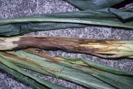 Бактеріоз базальний зернових