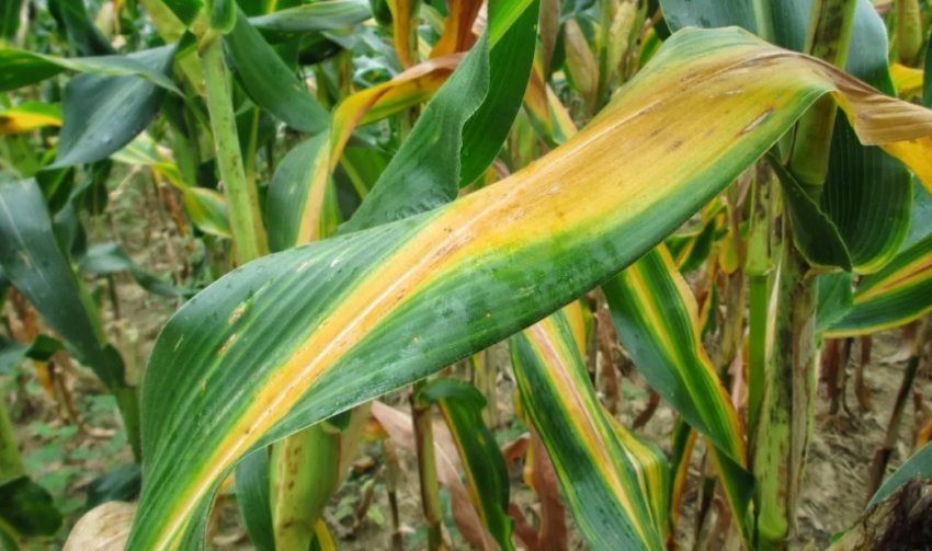 Бактеріоз базальний зернових