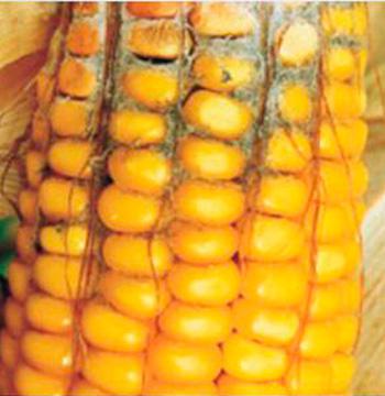 Гниль вугільна