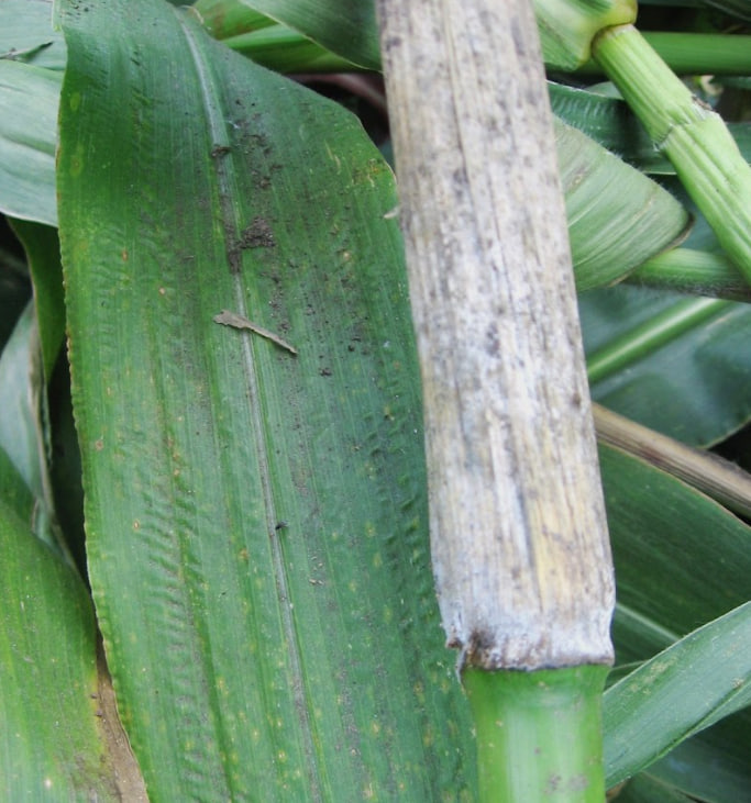 Гниль фузаріозна стеблова