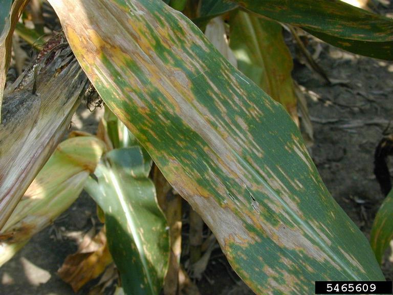 Церкоспороз