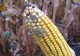 Аспергільоз