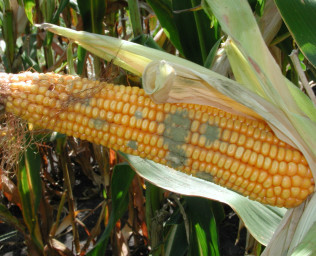 Аспергільоз