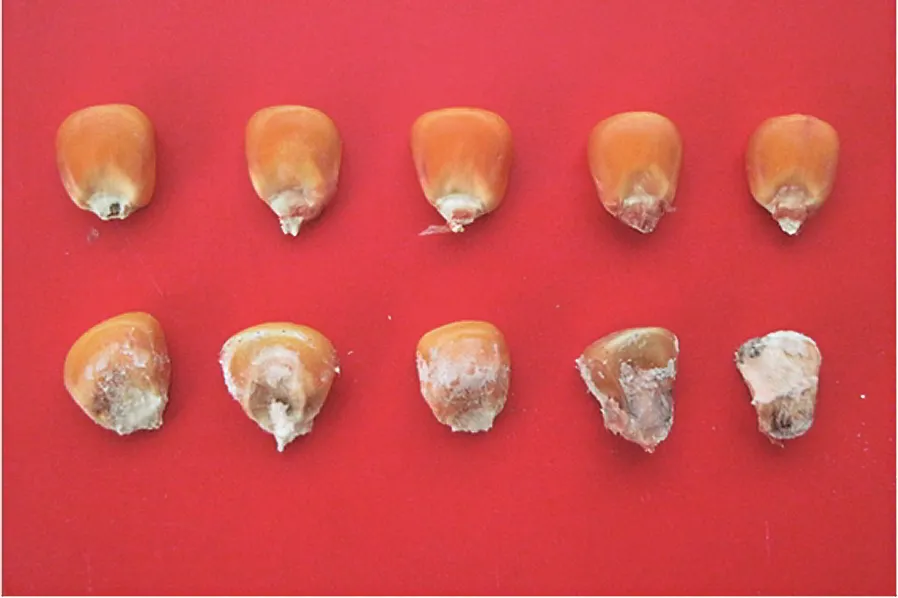 Пліснявіння насіння