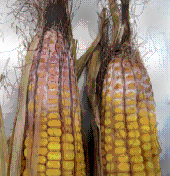 Гниль червона качанів