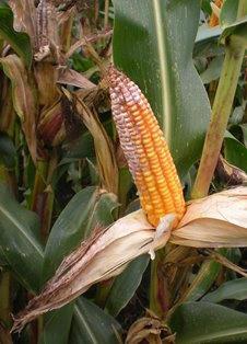 Гниль червона качанів