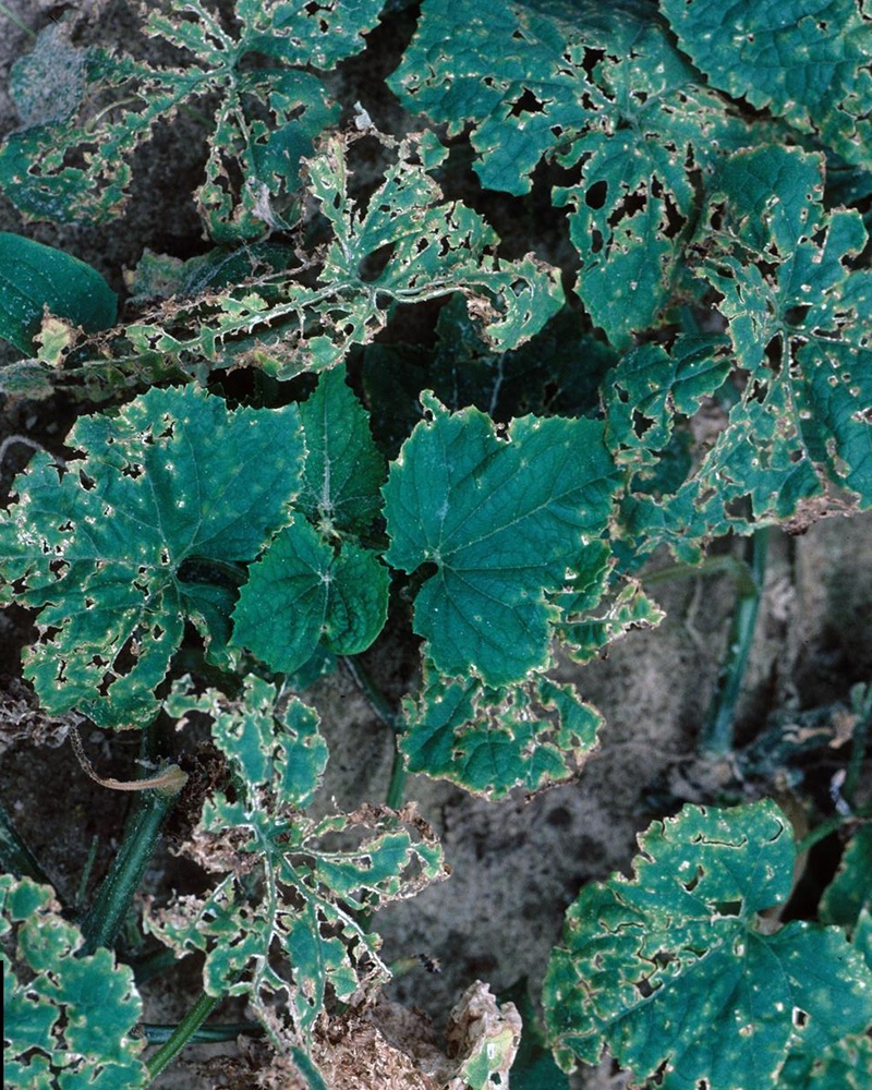 Бактеріоз (кутаста плямистість листя)