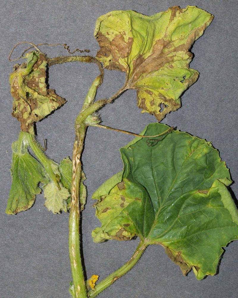 Кладоспоріоз (бура (оливкова) плямистість; листова пліснява)