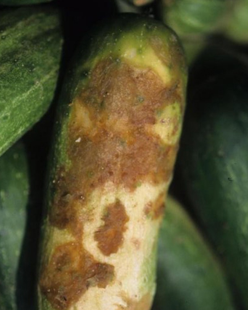 Аскохітоз (чорна стеблова гниль)