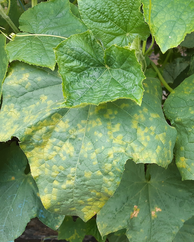 Пероноспороз