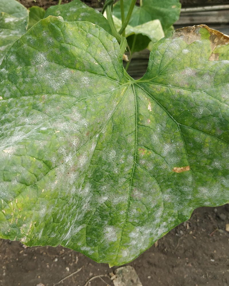 Борошниста роса (справжня борошниста роса)