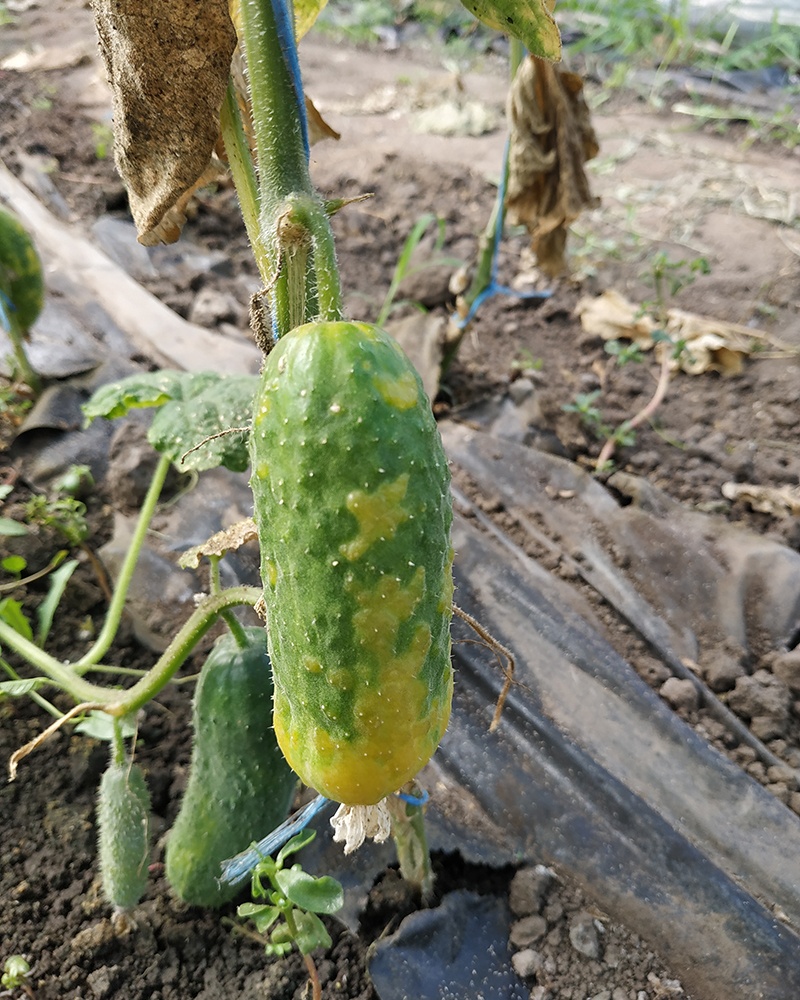 Зелена крапчаста (або англійська) мозаїка