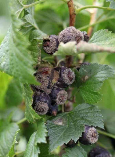 Сіра гниль (ботритіс)