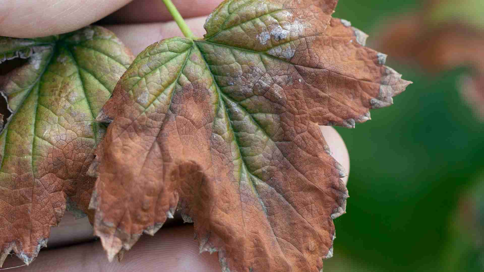 Вертицильозне в`янення (або вілт)