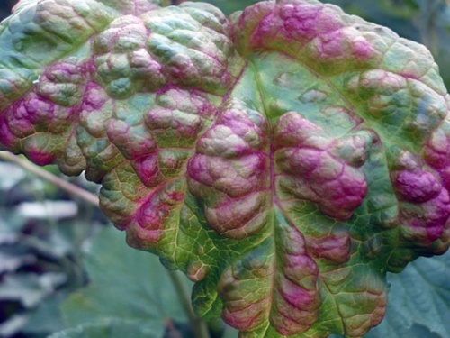 Пурпурова плямистість (дідімела)